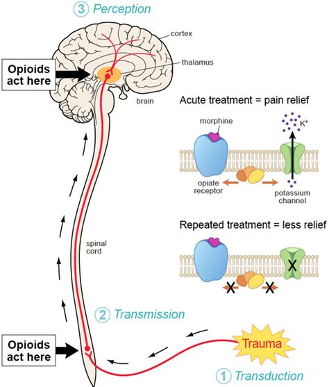 Opioids rewire the brain, OHSU scientist says - oregonlive.com