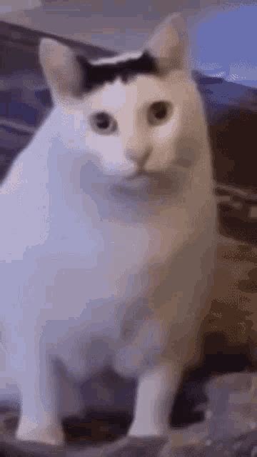 Cat Huh GIF'leri | Tenor