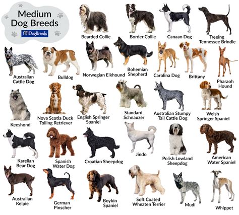 List of Medium-Sized Dog Breeds with Pictures | 101DogBreeds.com