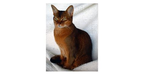 Ruddy Abyssinian Cat Postcards | Zazzle.com