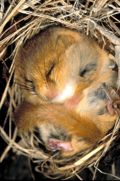 Dormouse Hibernation Royalty-Free Images, Stock Photos & Pictures | Shutterstock