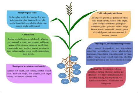 | Illustrates the effects of salinity stress on different growth stages ...