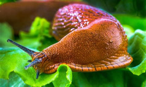 What Do Slugs Eat? - A-Z Animals