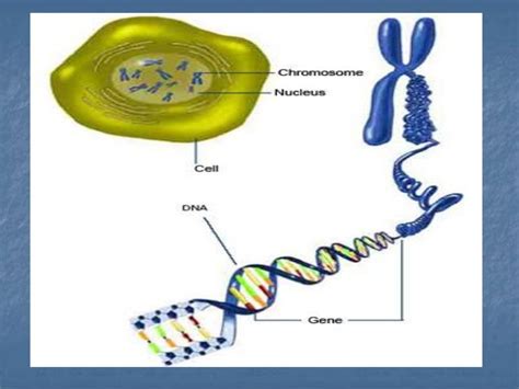 Dna packaging