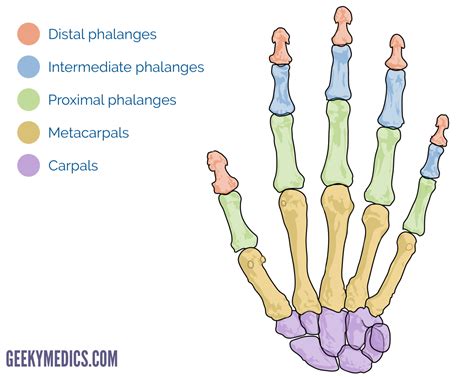 Bones of the Hand | Carpal Bones - Metacarpal bones | Geeky Medics