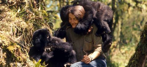 Dian Fossey Gorilla fund | Rwanda Gorilla Trekking Safaris