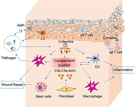 Innate Immune System Skin