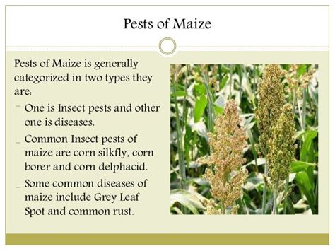 Uses of maize and its Functions