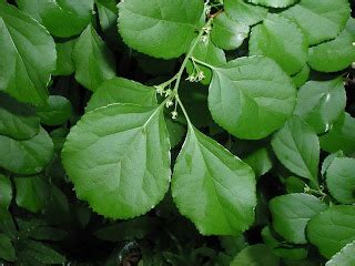 Fruit Seeds of Southern Michigan: Celastrus orbiculatus -- Asiatic Bittersweet