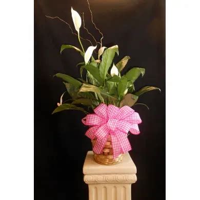 Dalton Florist - Fosters Flowers