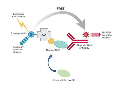 THUNDER cAMP TR-FRET-Assay principle | Bioauxilium