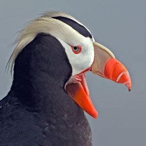 Tufted Puffin Facts - NatureMapping