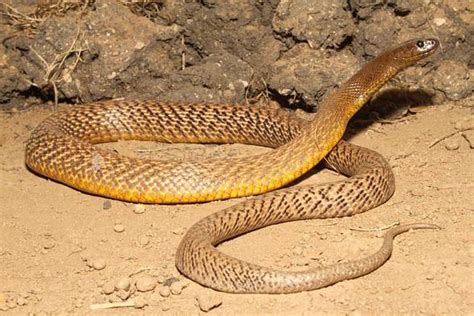 Inland taipan – the most venomous snake | DinoAnimals.com