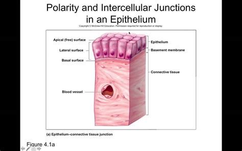 Apical And Basal Surfaces