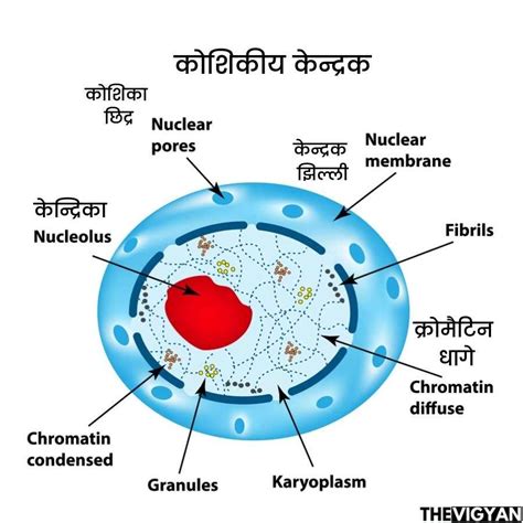 कोशिकीय केन्द्रक (Cell Nucleus) की संरचना, आकार, भाग एवं कार्य | केन्द्रक कला, केन्द्रक द्रव्य ...