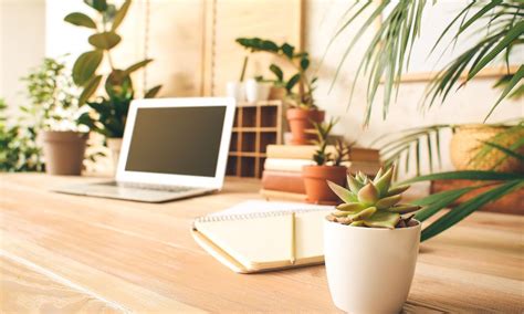 7 Benefits of Office Plants and Why Your Home Office Needs Them - HomeImprovise