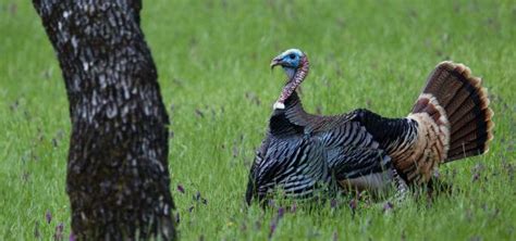 Turkey Hunting Etiquette