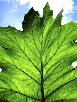 Technology Matters: The world’s first artificial leaf ‘created’