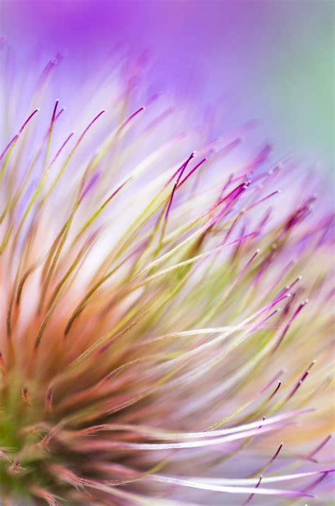 Abstract Macro Image Of Flower Wins POTW Accolade #photography #photo https://www.ephotozine.com ...