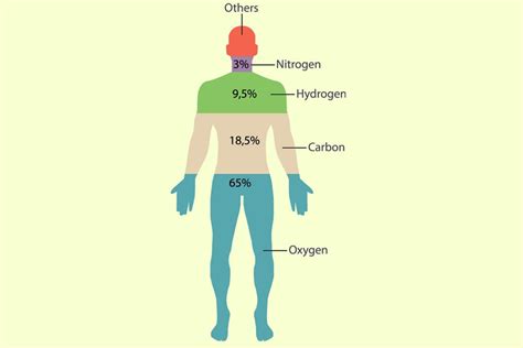 Human Body Composition: What Elements Are Present In Human Body?