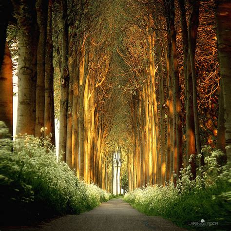 19 Magical Tree Tunnels You Should Definitely Take A Walk Through ...
