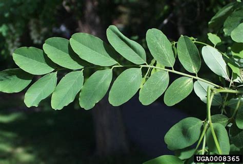 Black Locust | Vermont Invasives