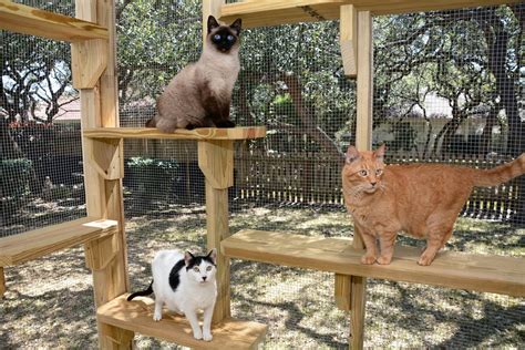 Safety Outdoors - Cat Enclosures & Cages - Purrfect Love