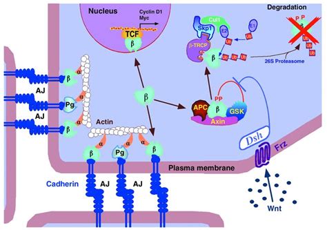 JCI - The cadherin-catenin adhesion system in signaling and cancer