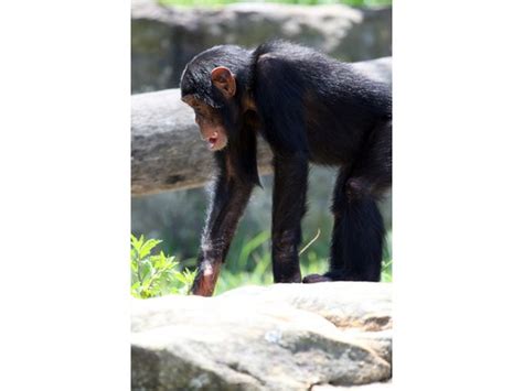 Chimpanzee Strength Facts (with Pictures) | eHow