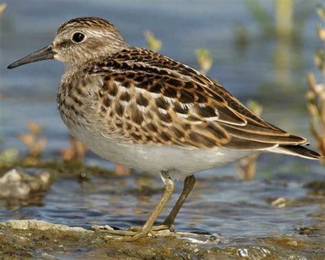 Least sandpiper - Alchetron, The Free Social Encyclopedia