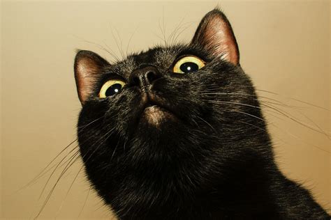 14 Black Cats Who Are All of Us