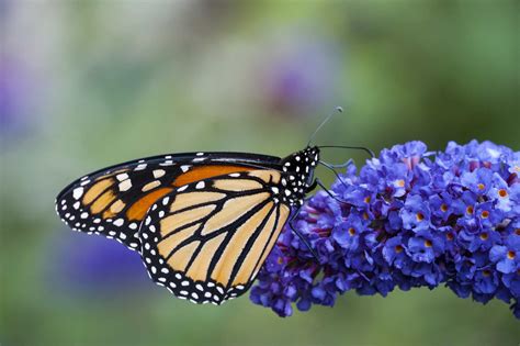 What Are The Best Plants To Attract Monarch Butterflies