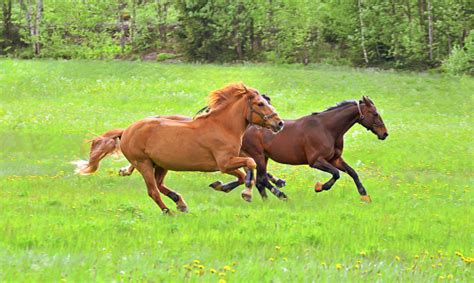 Horses Gallop Stock Photo - Download Image Now - iStock