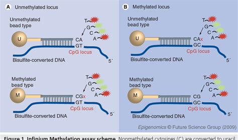 Figure 1 from Genome-wide DNA methylation profiling using Infinium ...