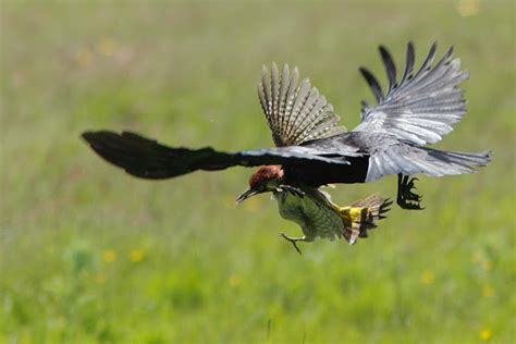 zoology - What is this crow eating, and is it a common part of the corvid diet? - Biology Stack ...