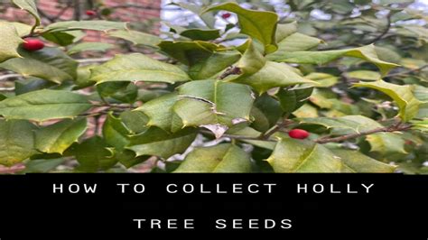 How to Collect American Holly tree Seeds (Germination tips) - YouTube