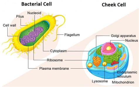 How does a bacterial cell differ from a human cheek cell?