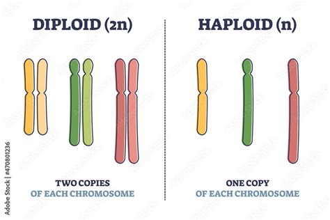 Wall Mural: illustration - educational - Diploid vs haploid as complete ...