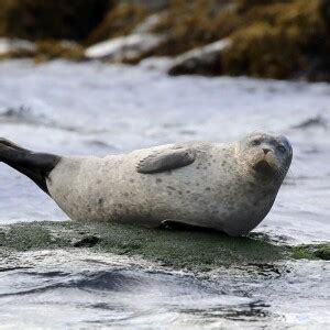 Harbor Seal - Facts, Diet, Habitat & Pictures on Animalia.bio