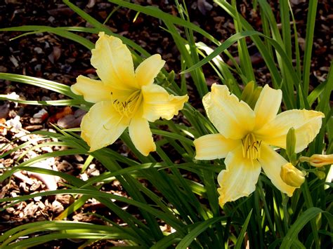 Hemerocallis - Berkeley Horticultural Nursery Berkeley Horticultural ...