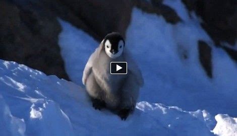 No one can resist the cute and funny walk of the penguins. This video compilation presents us ...