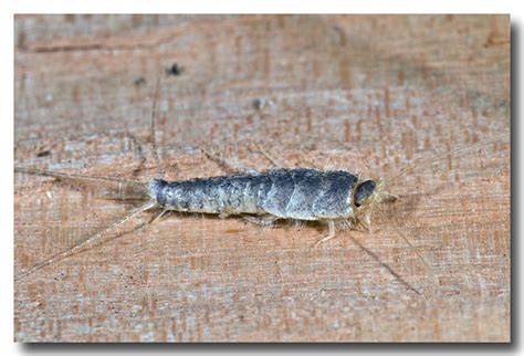 Giant European Silverfish - Lochman TransparenciesLochman Transparencies