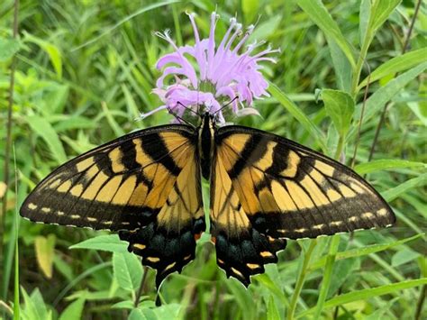 National Pollinator Week | Carmel Clay Parks & Recreation