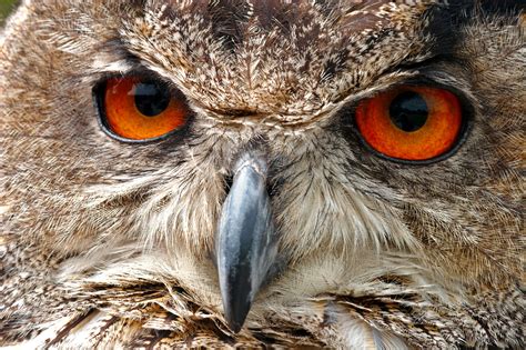 European Eagle Owl Face Macro | Birds | Wildlife | Photography By Martin Eager | Runic Design