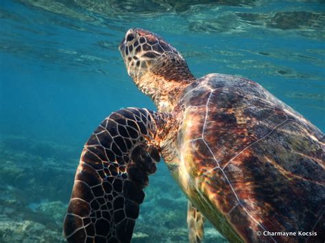 Snorkeling at Lady Elliot Island, Great Barrier Reef | A Complete Guide