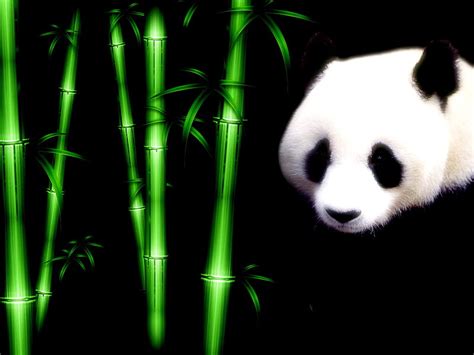 Bamboo Panda, panda, bear, bonito, bamboo, HD wallpaper | Peakpx