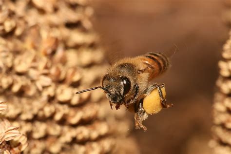 Loss of Honey Bees - Dyck Arboretum