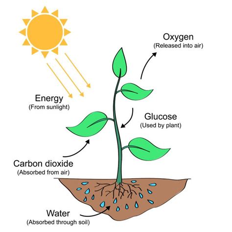 Process of Photosynthesis | Proceso de la fotosintesis, Fotosintesis de ...