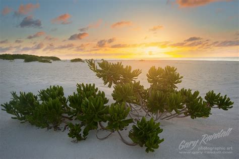 Papahānaumokuākea Sunset | I long to return to my old home M… | Flickr