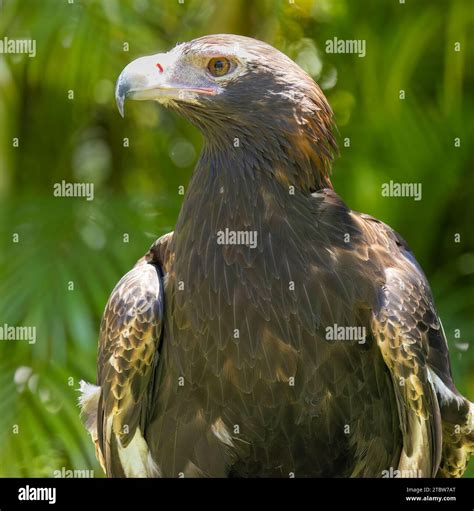 Wedge Tailed Eagle in Natural Captive Habitat, Queensland, Australia ...